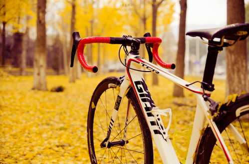 深夜的思念，在单车零件中回响